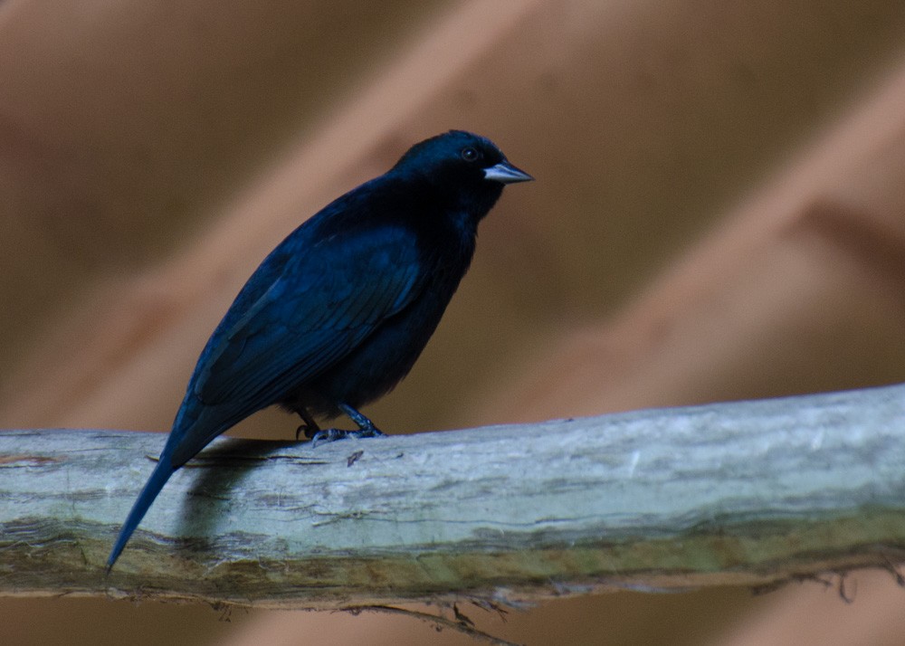 Shiny Cowbird - Mark Davidson