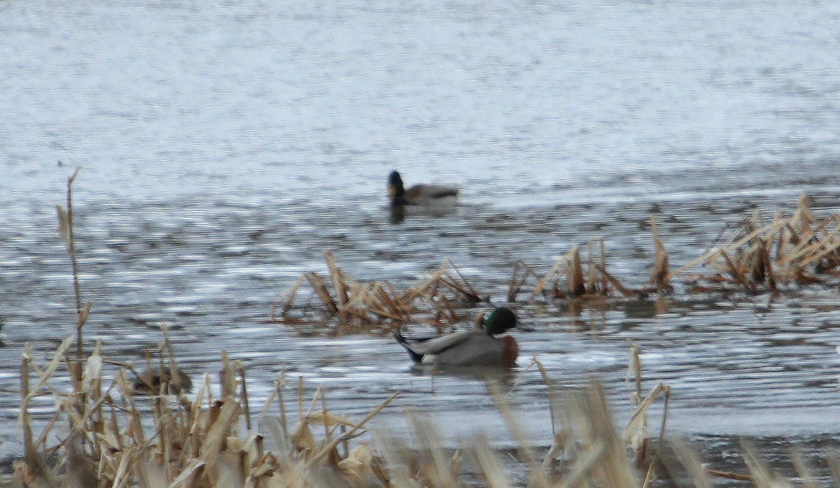 Mallard x Northern Pintail (hybrid) - ML427124771