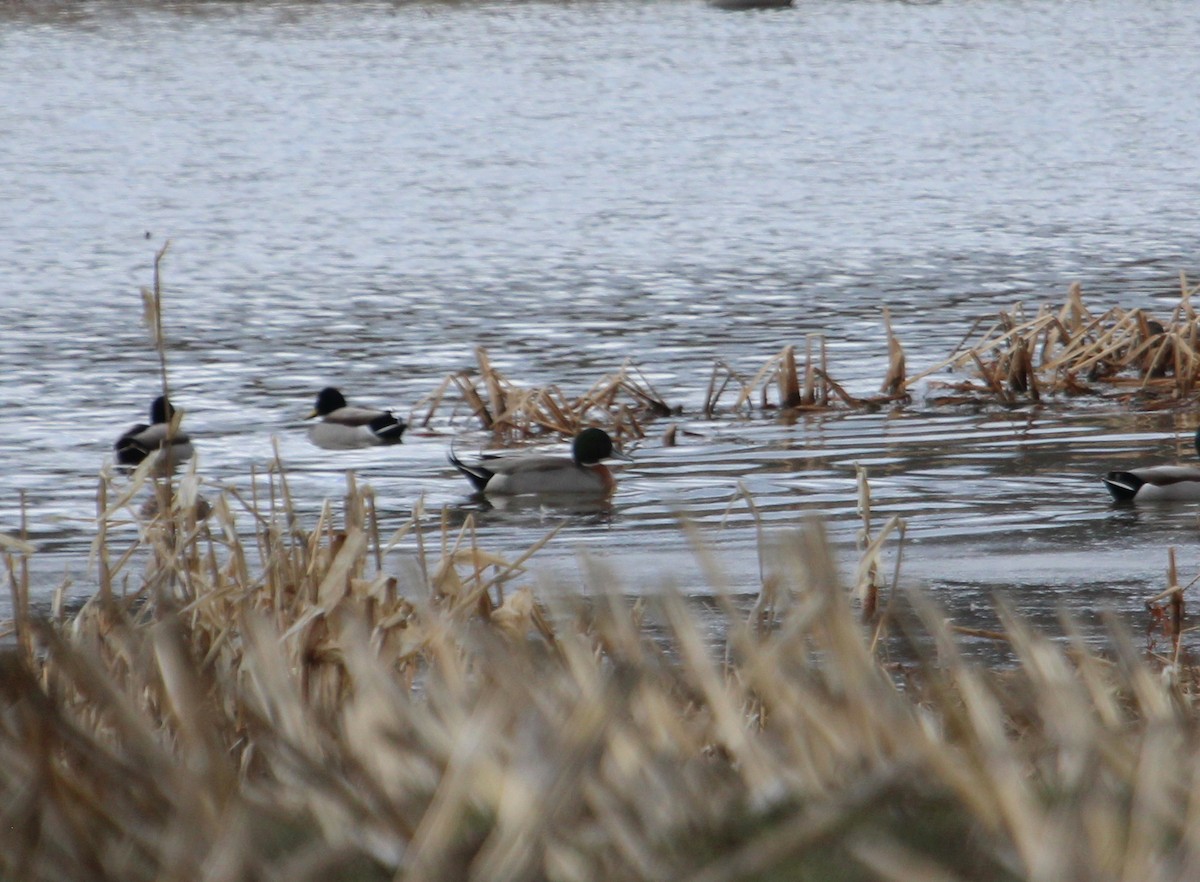 Mallard x Northern Pintail (hybrid) - ML427124781