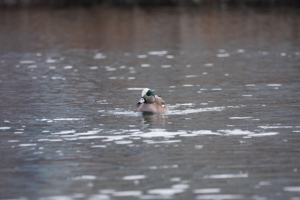 American Wigeon - ML427125031