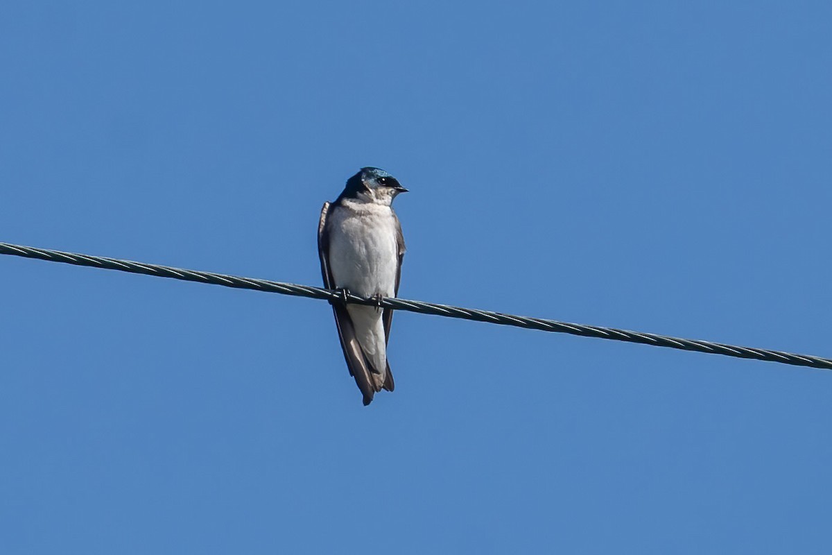 Tree Swallow - ML427126171