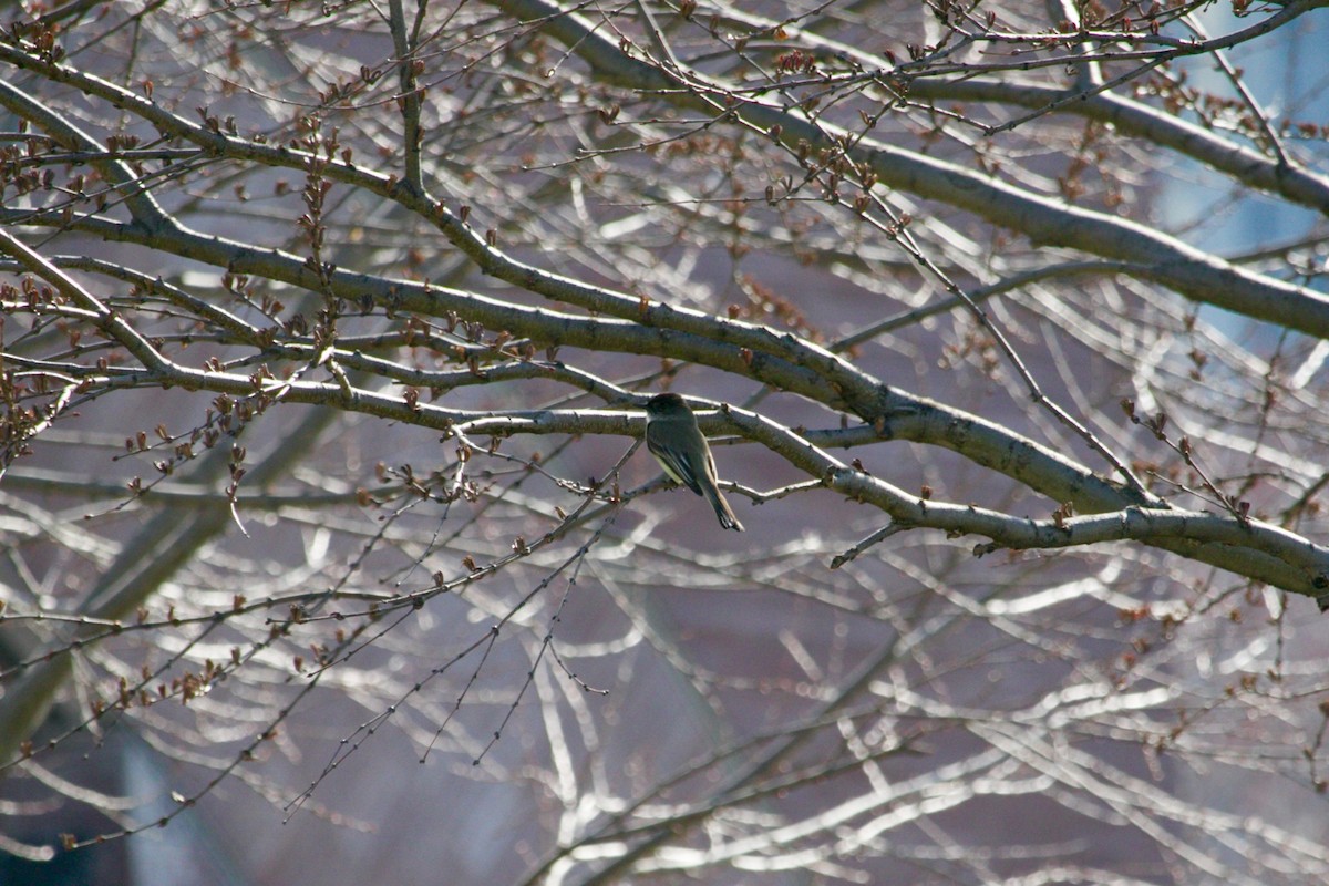 Weißbauch-Phoebetyrann - ML427126881