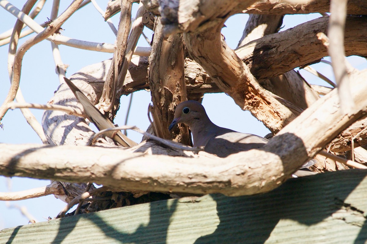 Mourning Dove - ML427127011