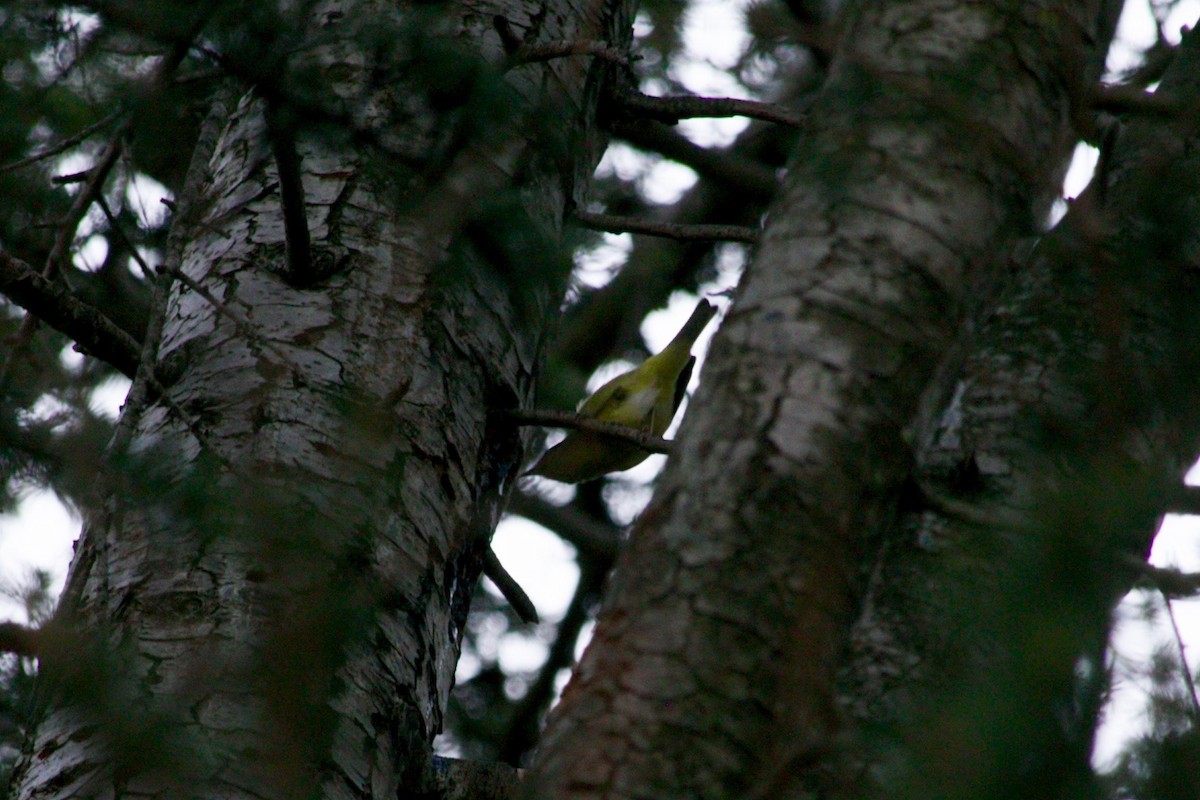 Orange-crowned Warbler - ML427127091