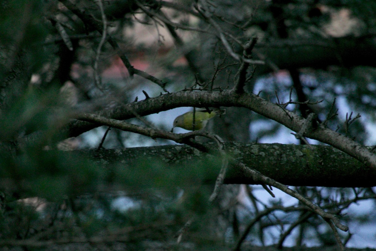 Orange-crowned Warbler - ML427127141