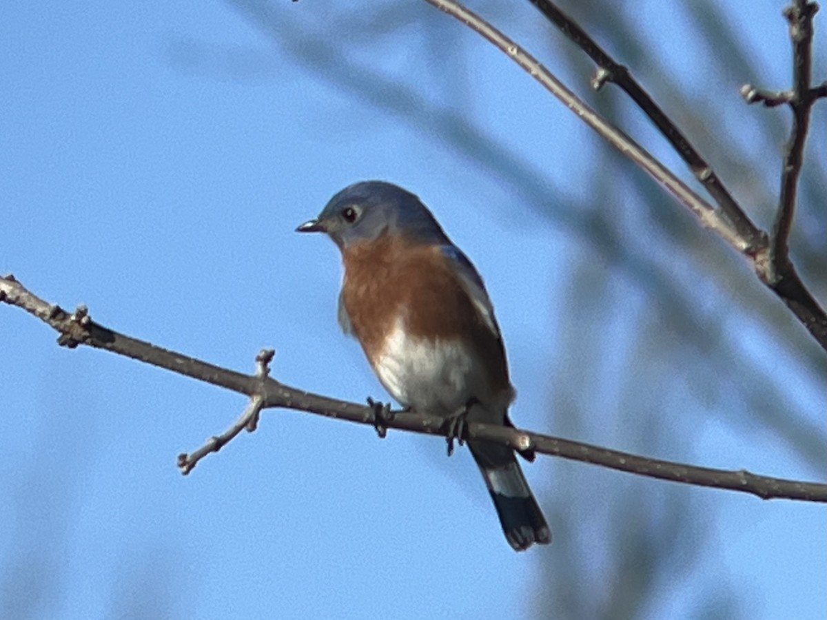 Eastern Bluebird - ML427127541