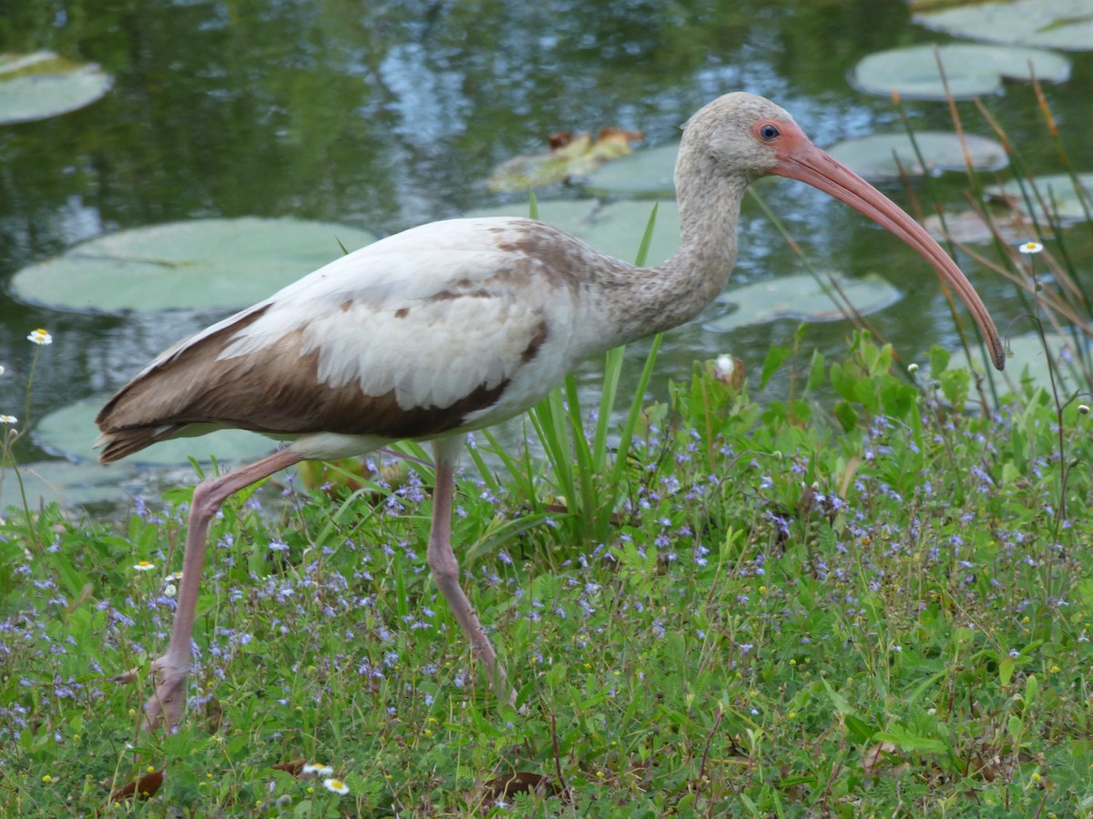 Ibis blanc - ML427128391