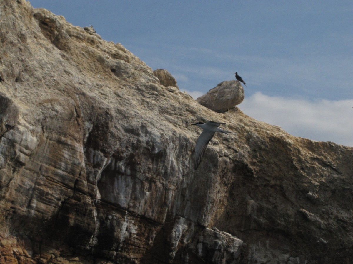 Bridled Tern - ML42712911