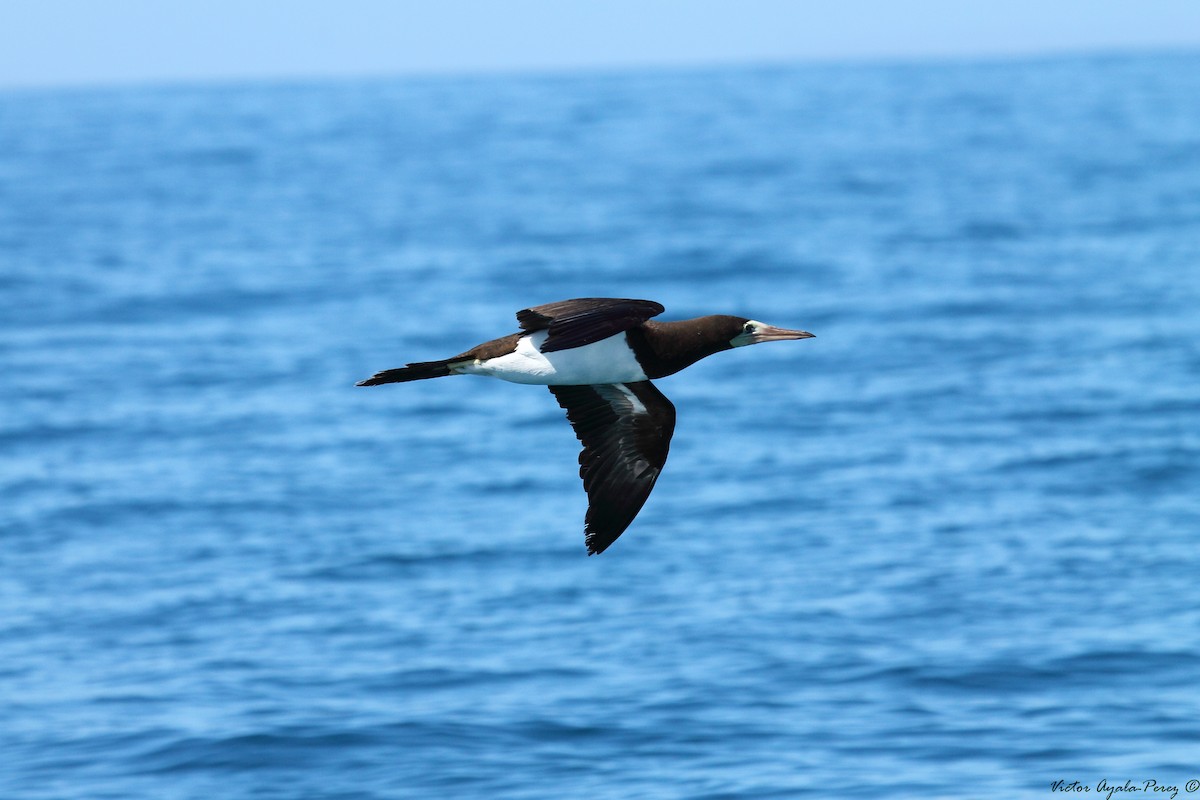 Brown Booby - ML42712991