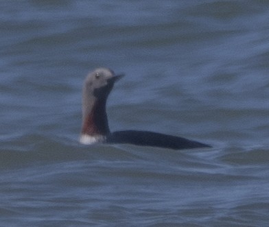 Red-throated Loon - ML427130161