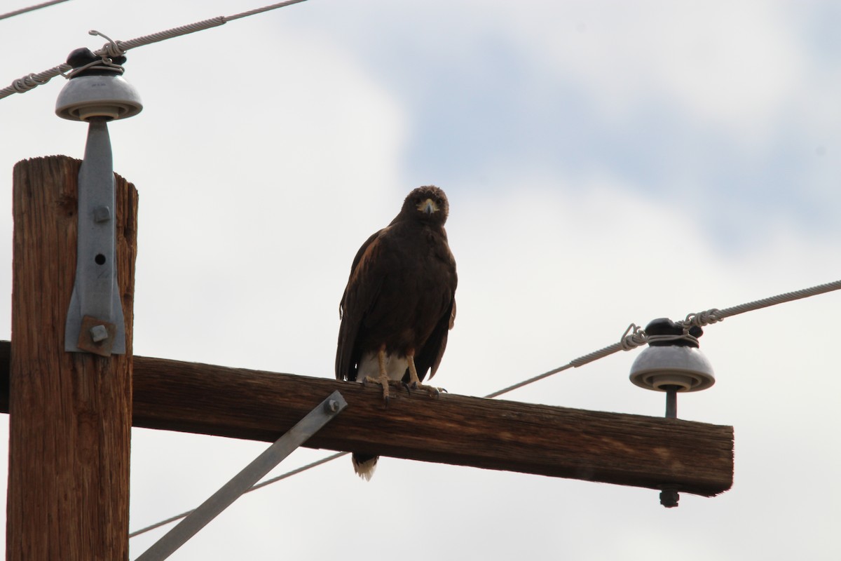 Harris's Hawk - Coen Kliewer