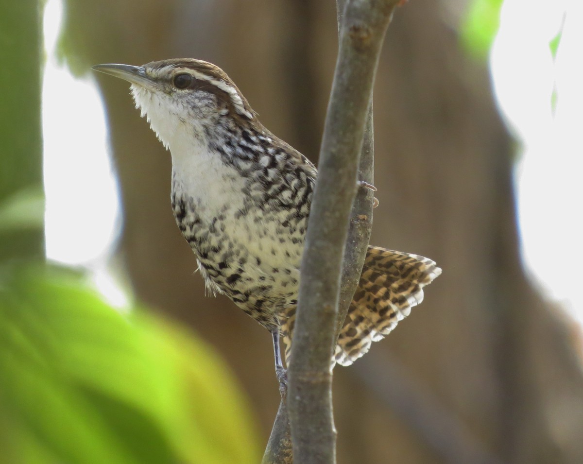 Banded Wren - Oliver  Komar