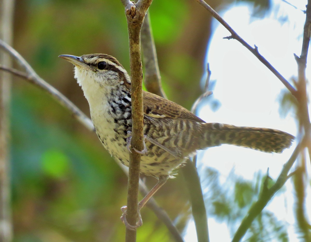 Banded Wren - ML42713081