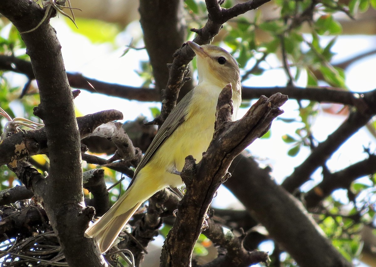 Warbling Vireo - ML42713091