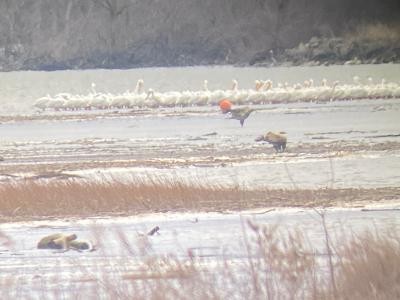 American White Pelican - ML427131541