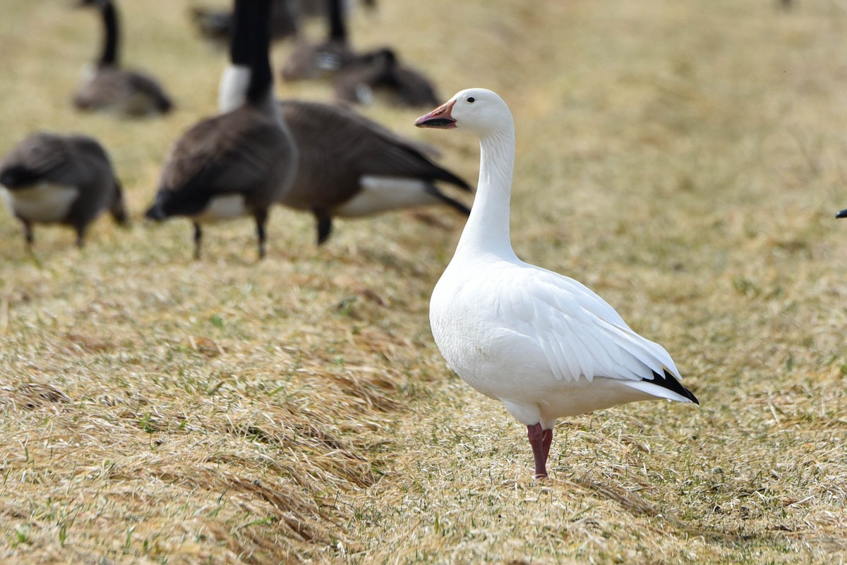 Snow Goose - Andrea Heine