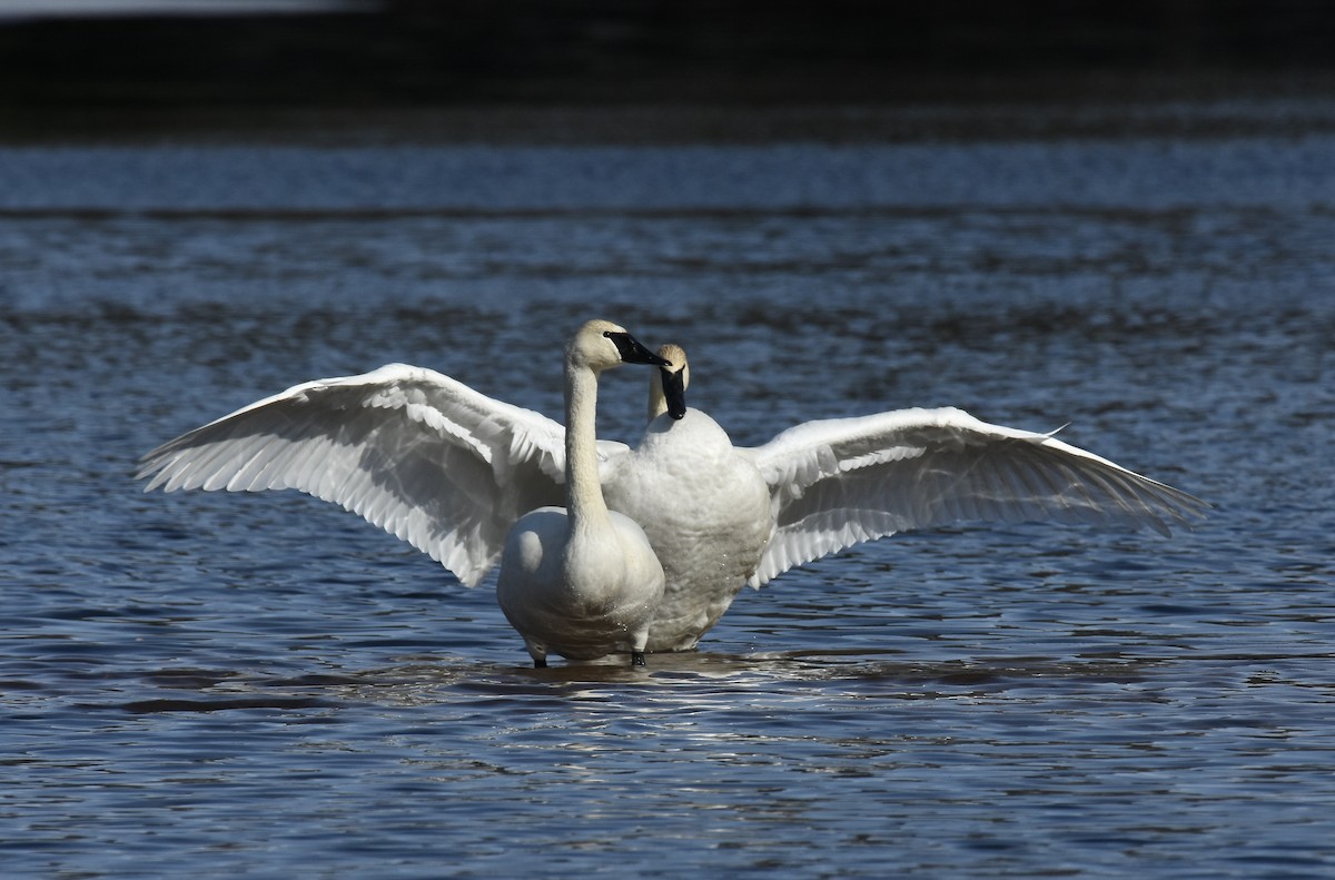 Cygne trompette - ML427133751