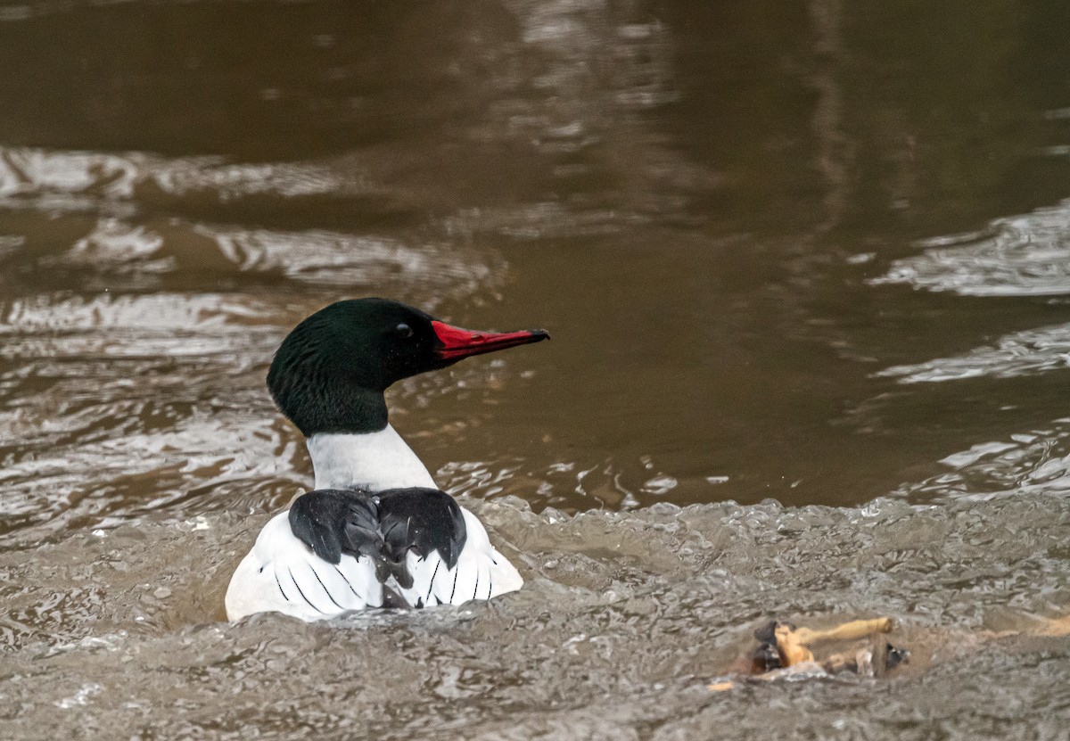 Common Merganser - ML427135541