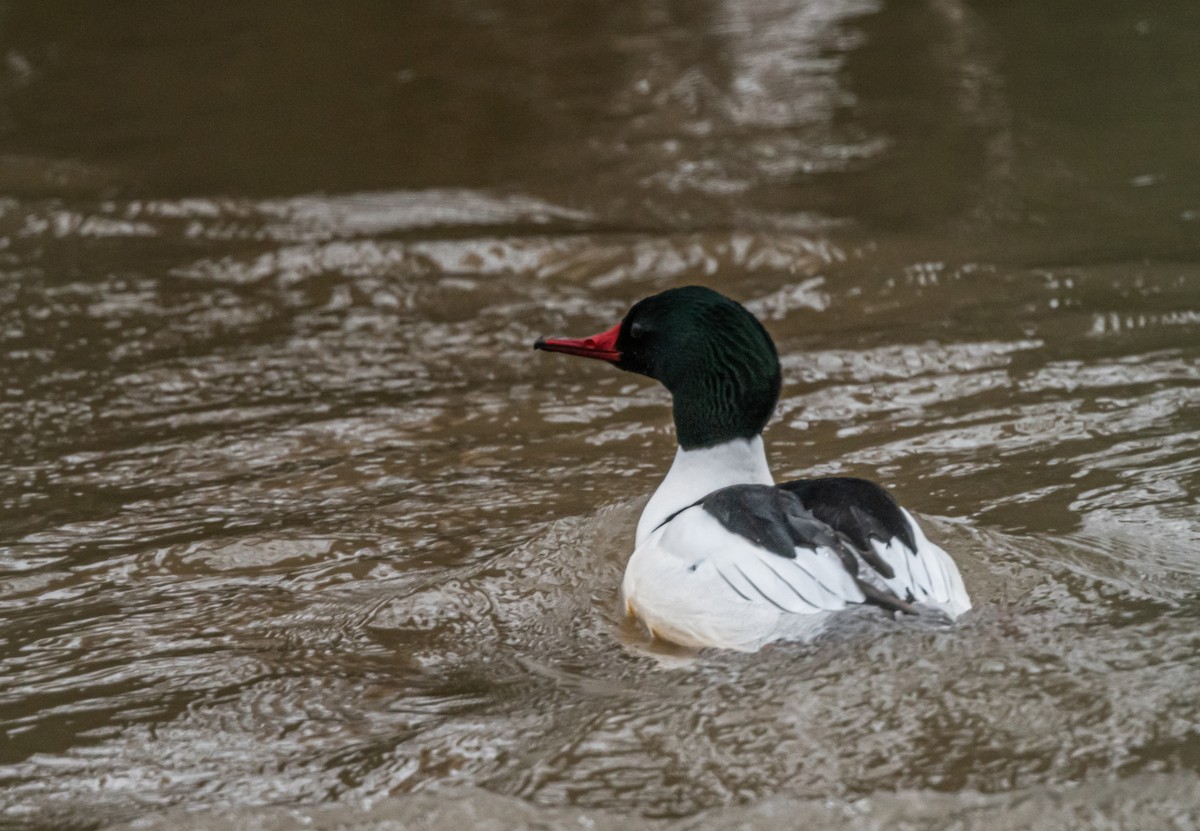 Common Merganser - ML427135551