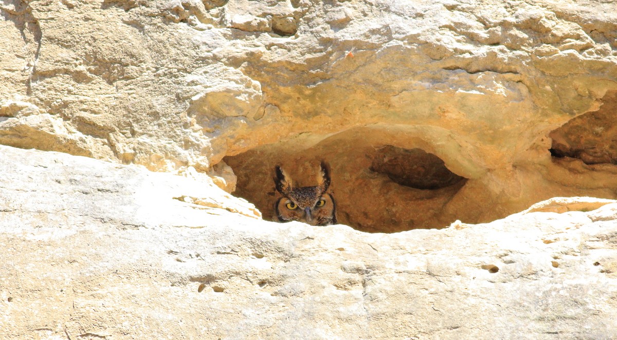 Great Horned Owl - ML427136001