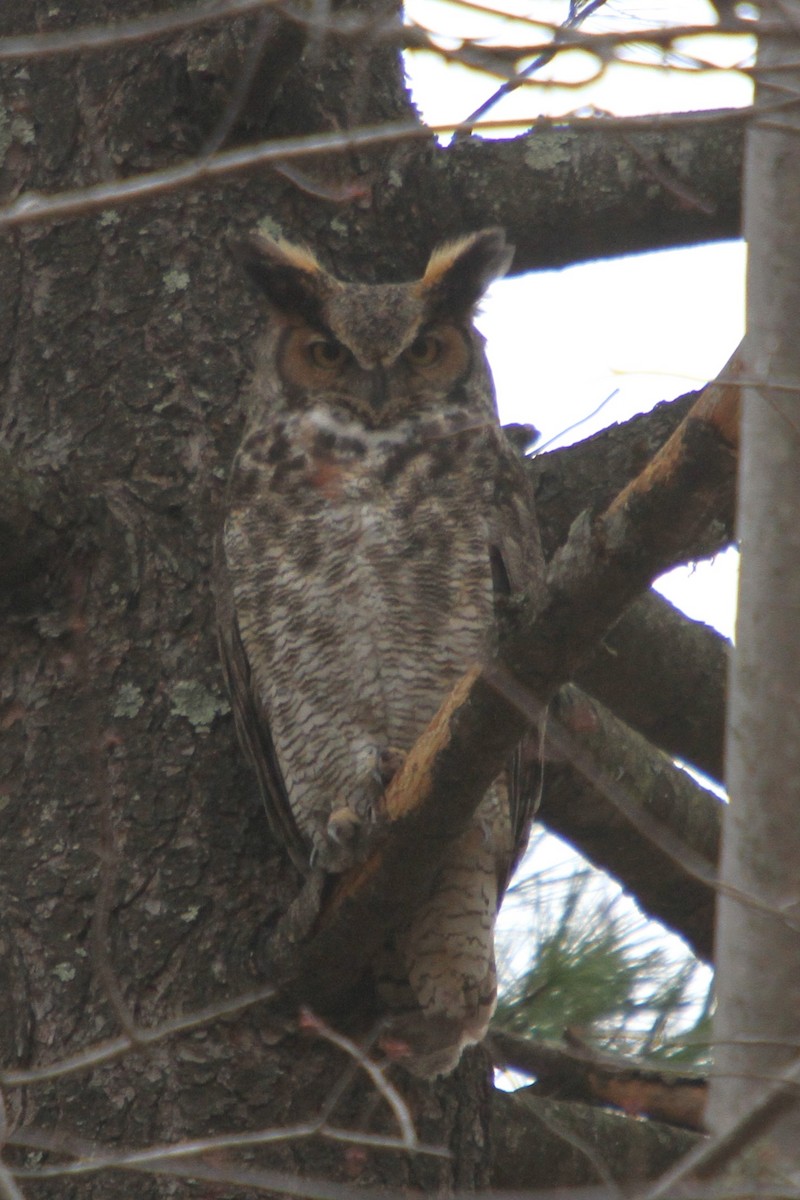 Great Horned Owl - ML427136201