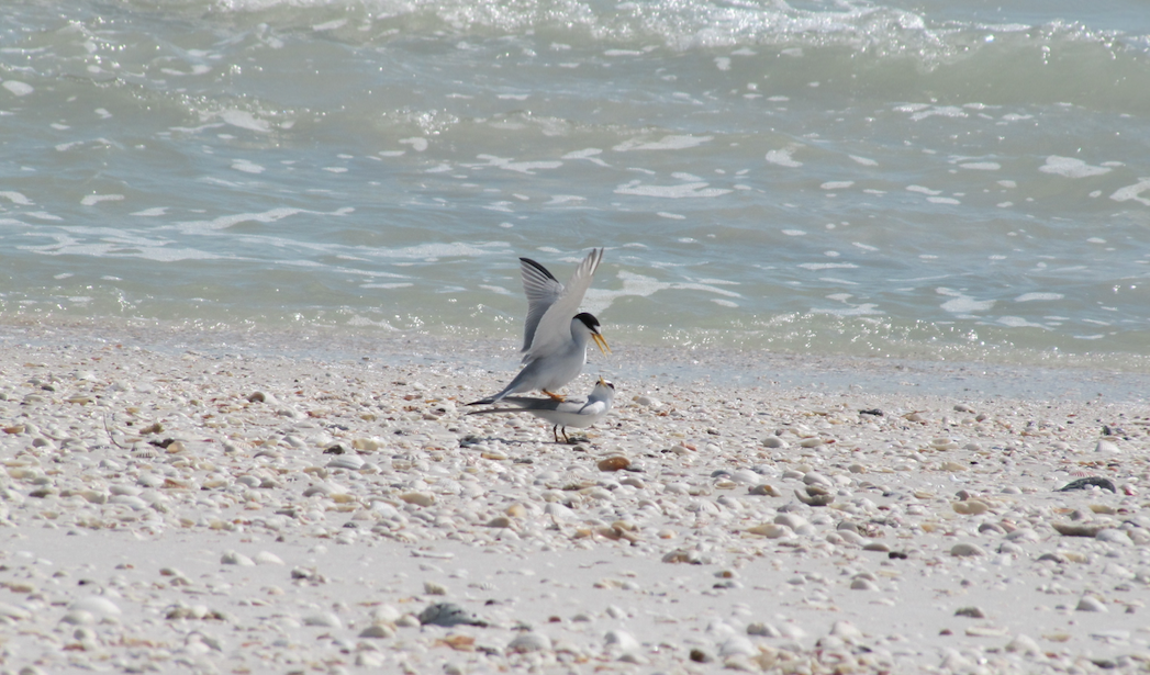 Least Tern - ML42713661