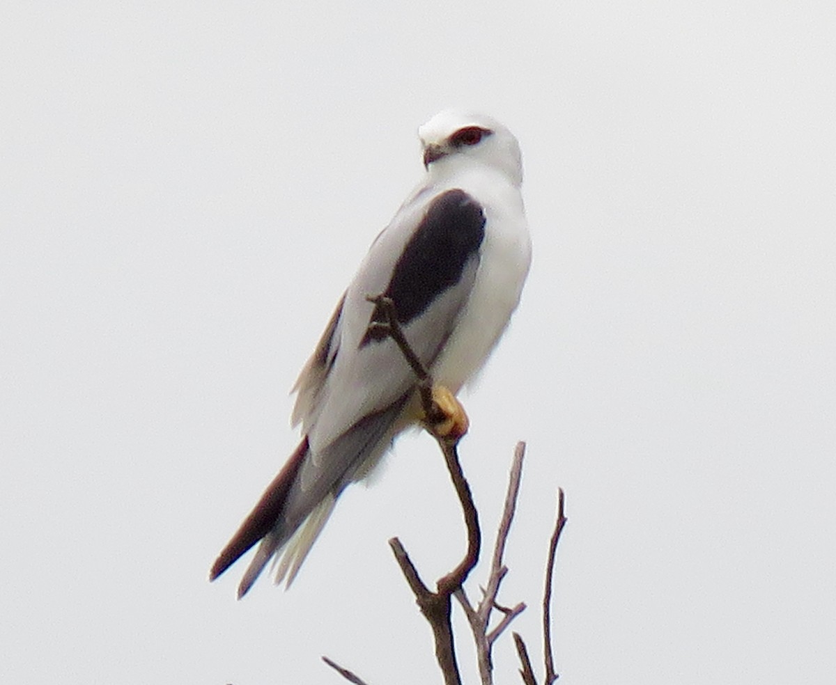 Black-shouldered Kite - ML427137661