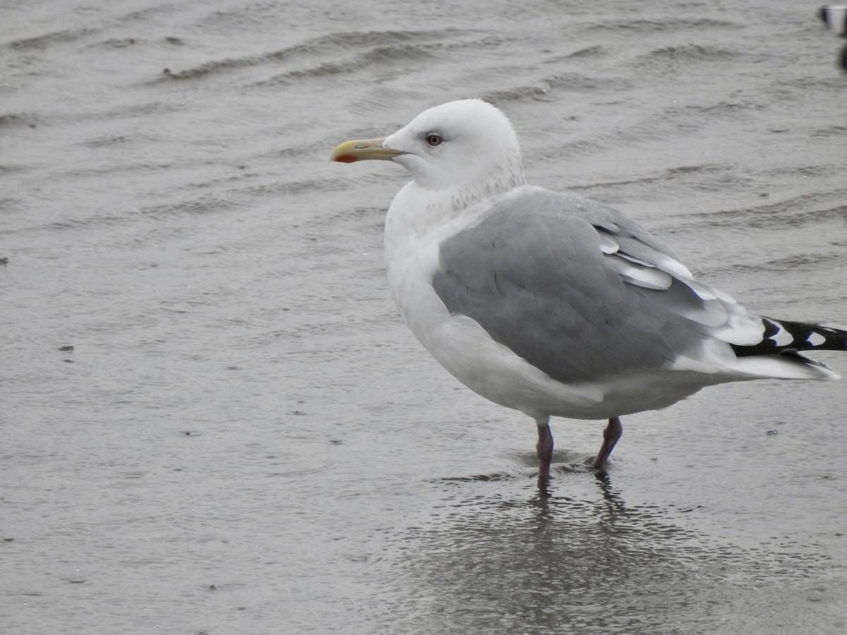 Herring Gull (Vega) - ML427137761