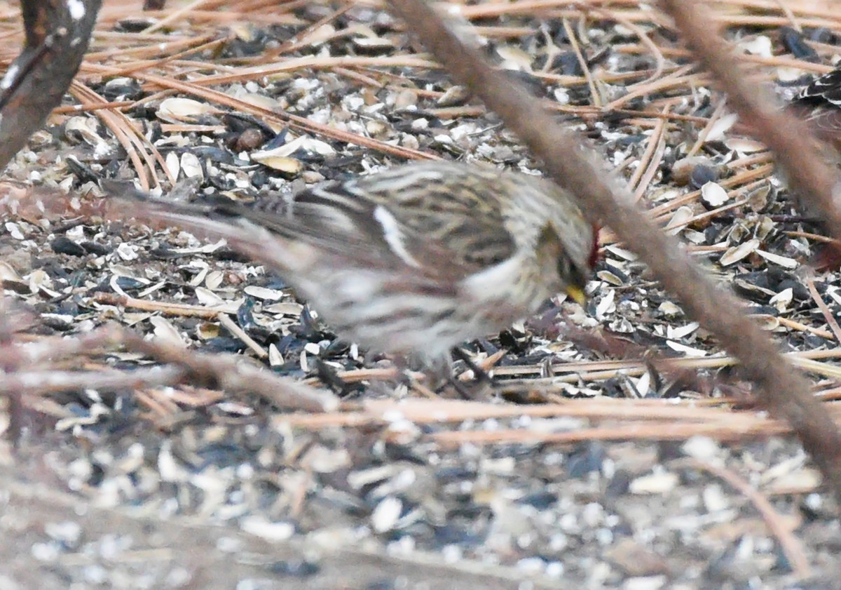 Common Redpoll - ML427138081