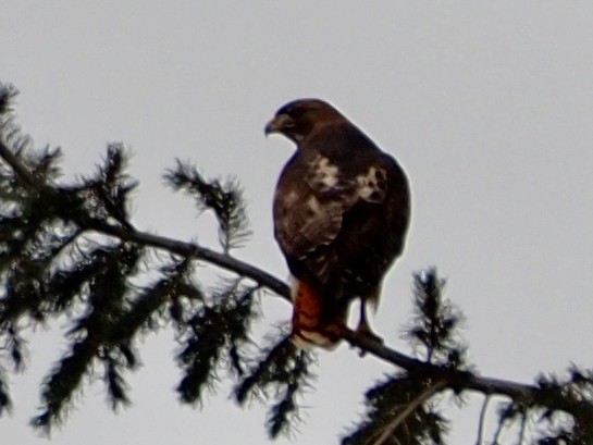 Red-tailed Hawk - ML427140501