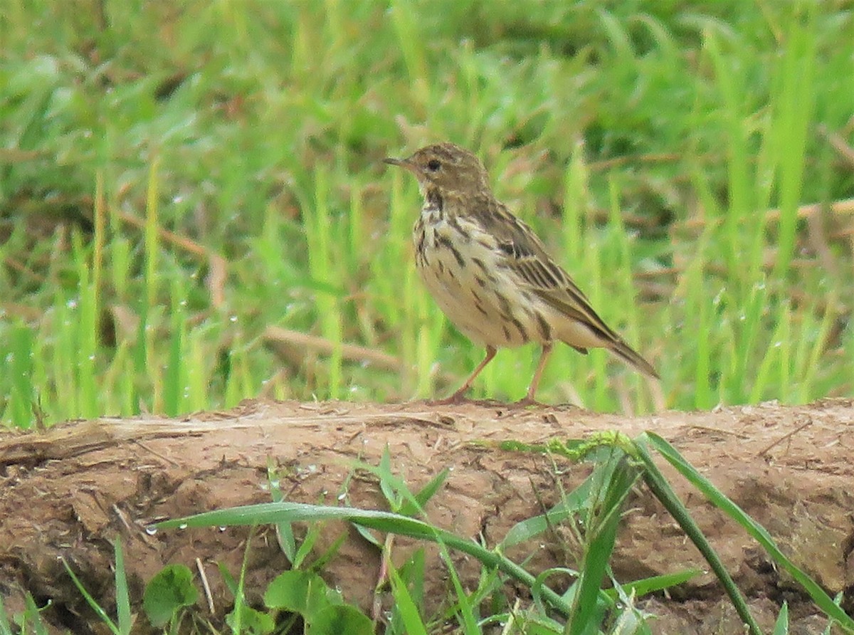 Red-throated Pipit - ML427142381