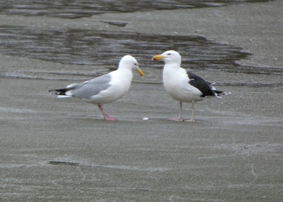 Great Black-backed Gull - ML427142661