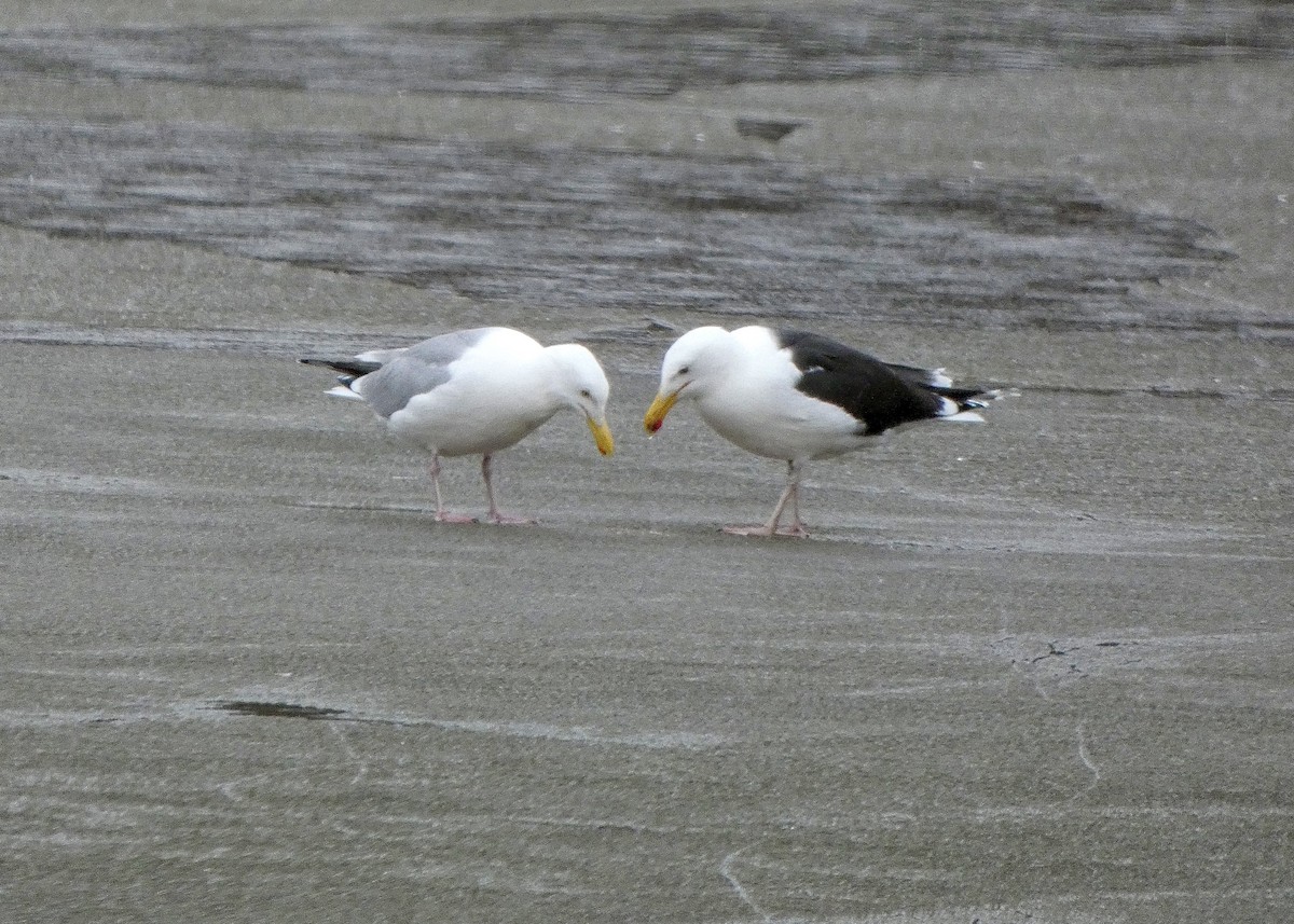 Great Black-backed Gull - ML427142671