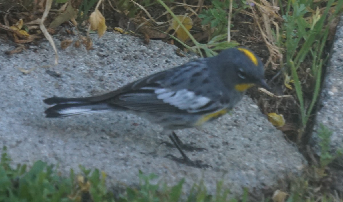 Yellow-rumped Warbler (Audubon's) - ML427143241