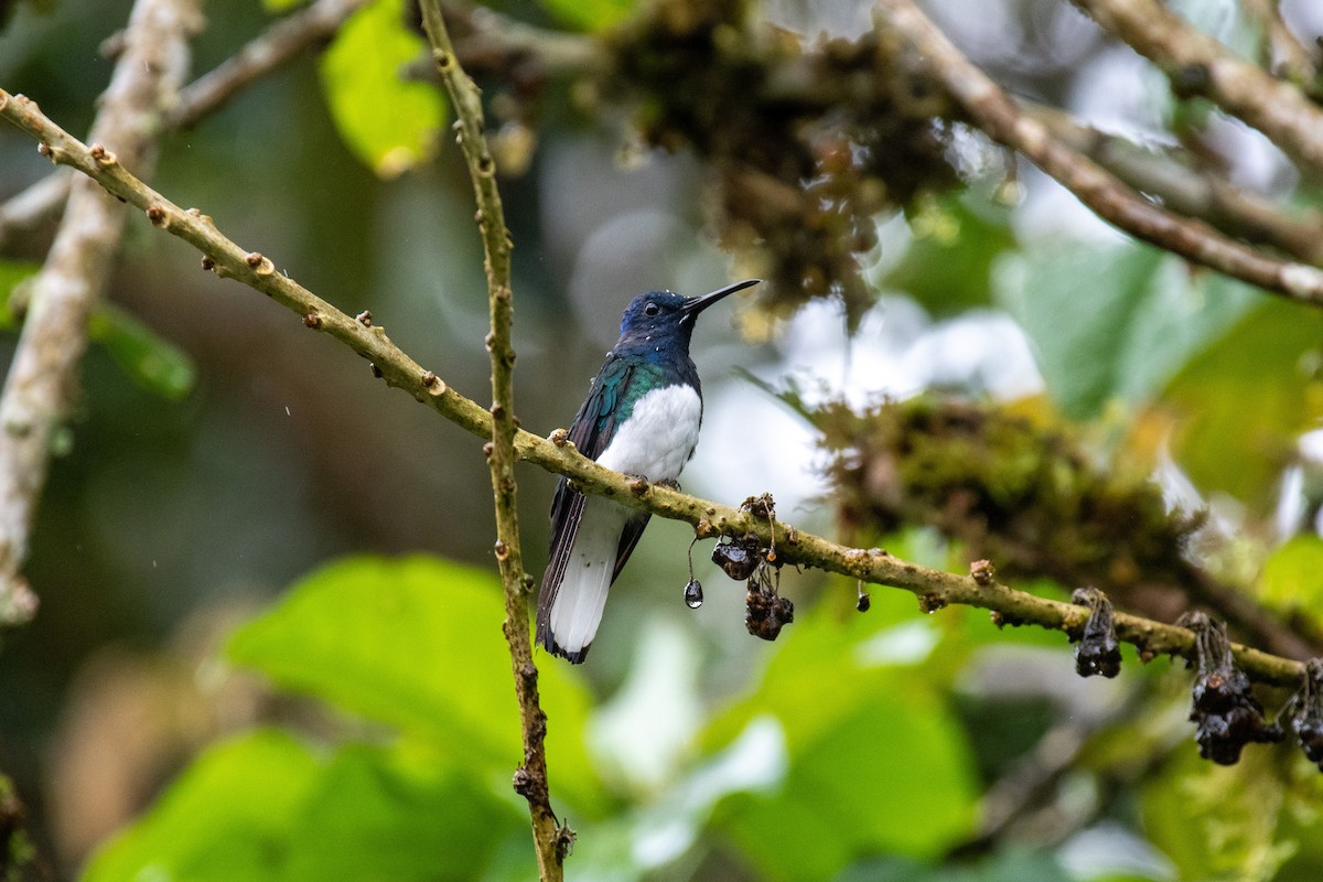 White-necked Jacobin - ML427145241