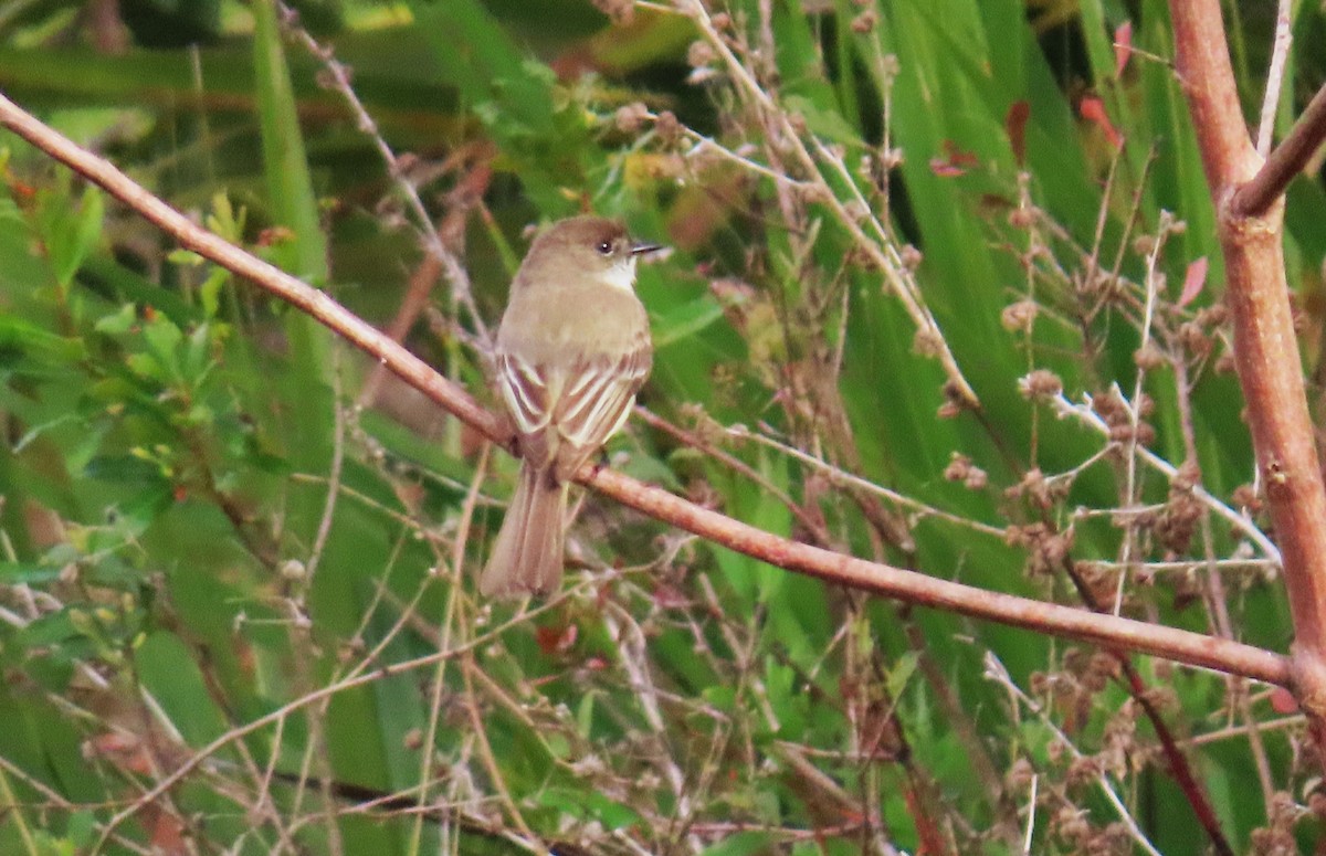 Eastern Phoebe - ML427145391
