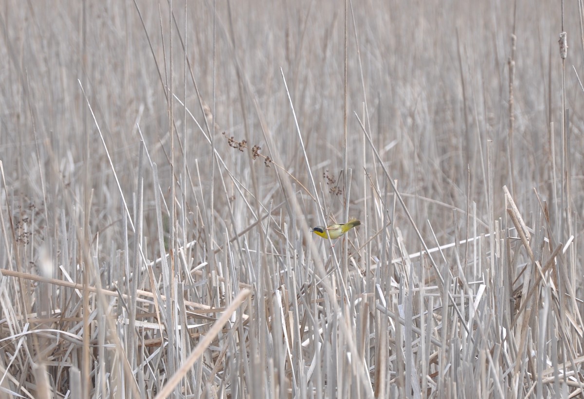 Common Yellowthroat - ML42714661