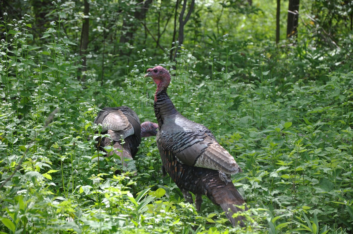 Wild Turkey - ML42714711