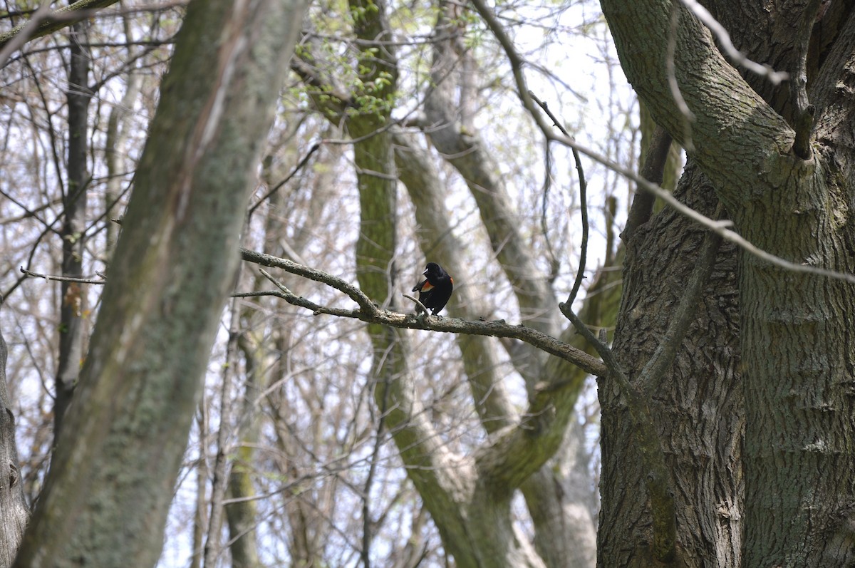 Red-winged Blackbird - ML42714721