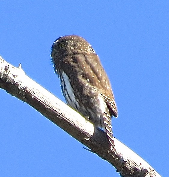 Northern Pygmy-Owl - ML42714811