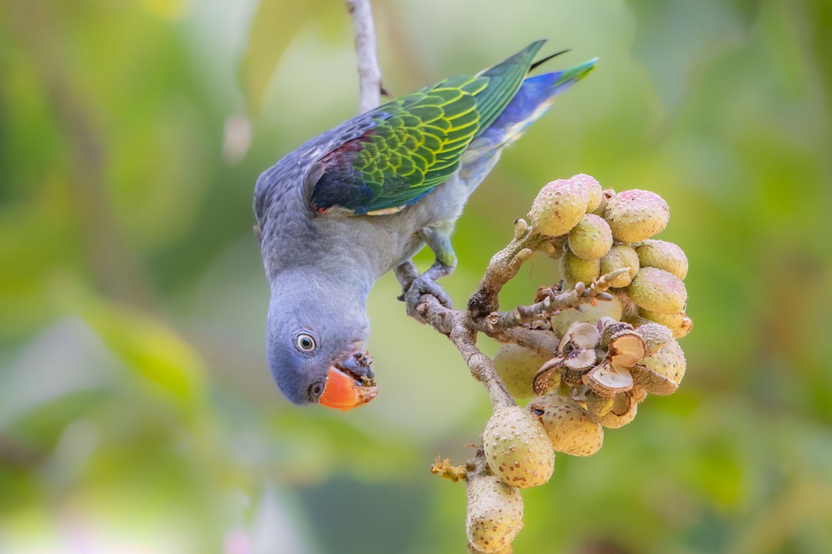 Blue-rumped Parrot - Saravanan Krishnamurthy