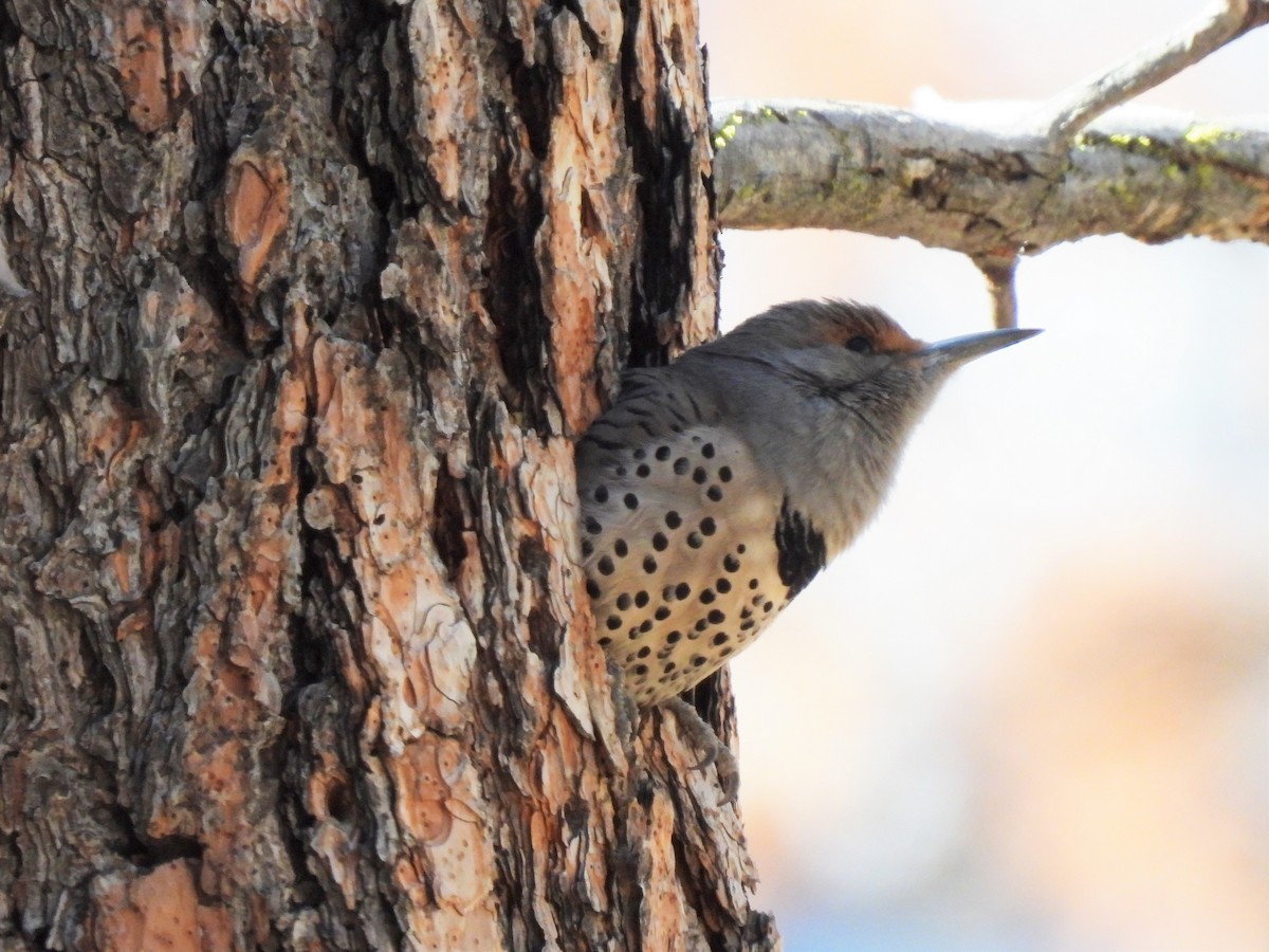 Northern Flicker - ML427151261