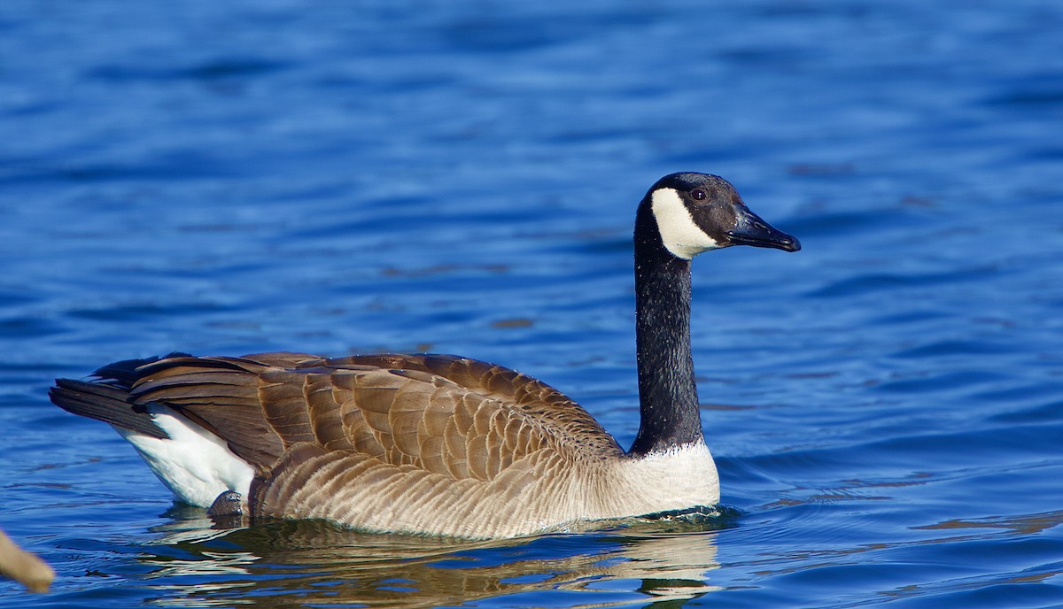 Canada Goose - ML427151961