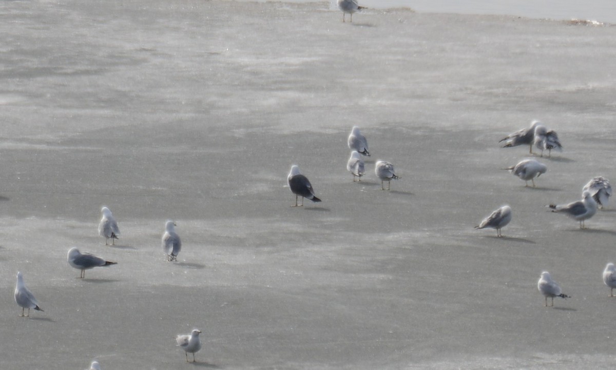 Lesser Black-backed Gull - ML427152621