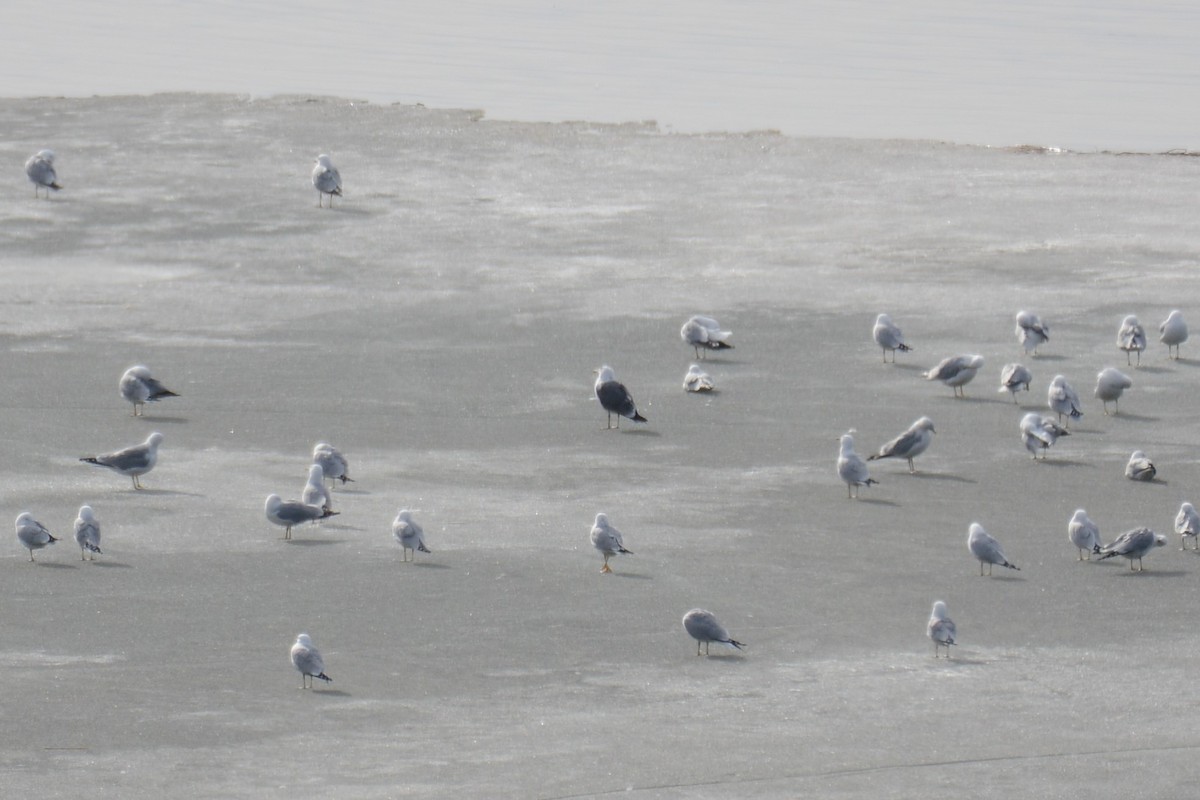 Lesser Black-backed Gull - ML427152631