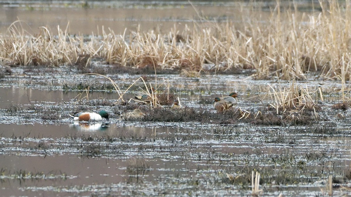 Green-winged Teal - ML427155081