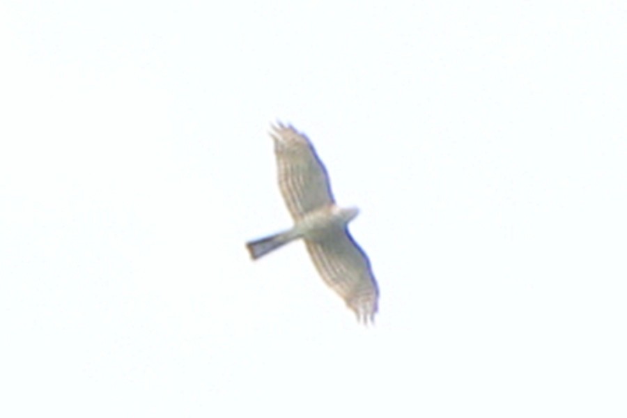 Japanese Sparrowhawk - ML42715571