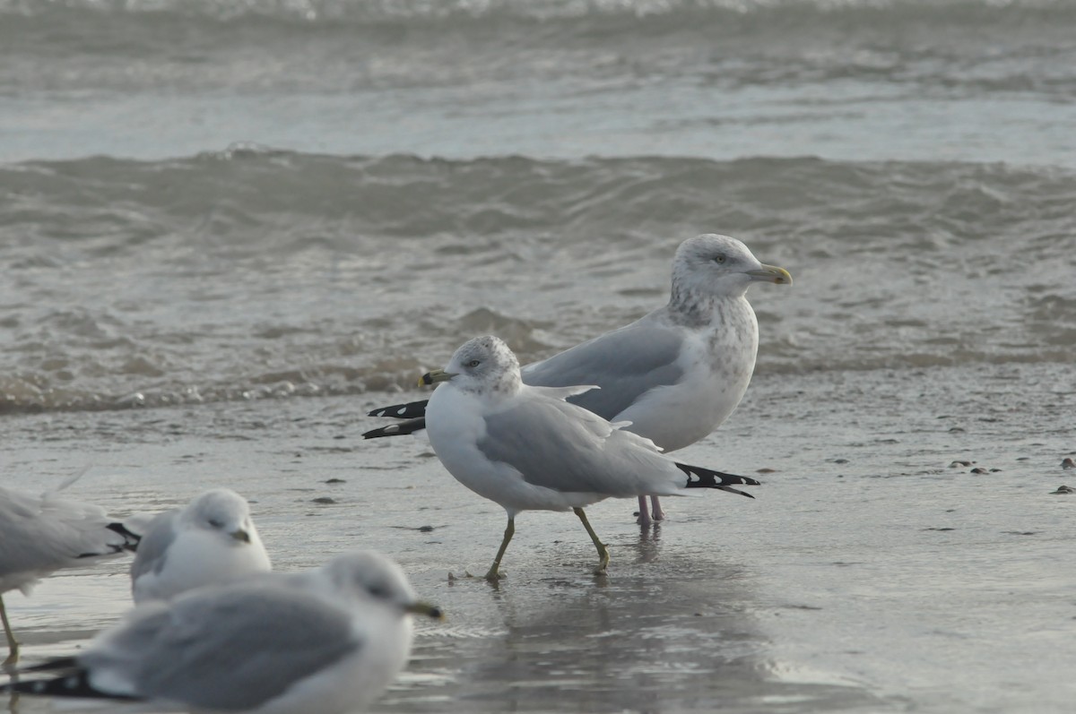 Iceland Gull (kumlieni/glaucoides) - Steve Kinsley