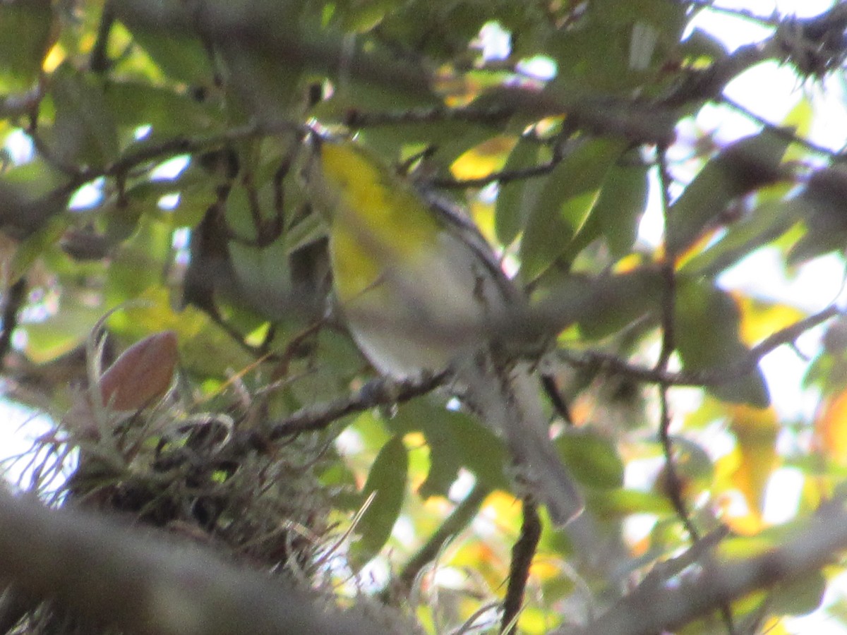 Yellow-throated Vireo - ML427156571