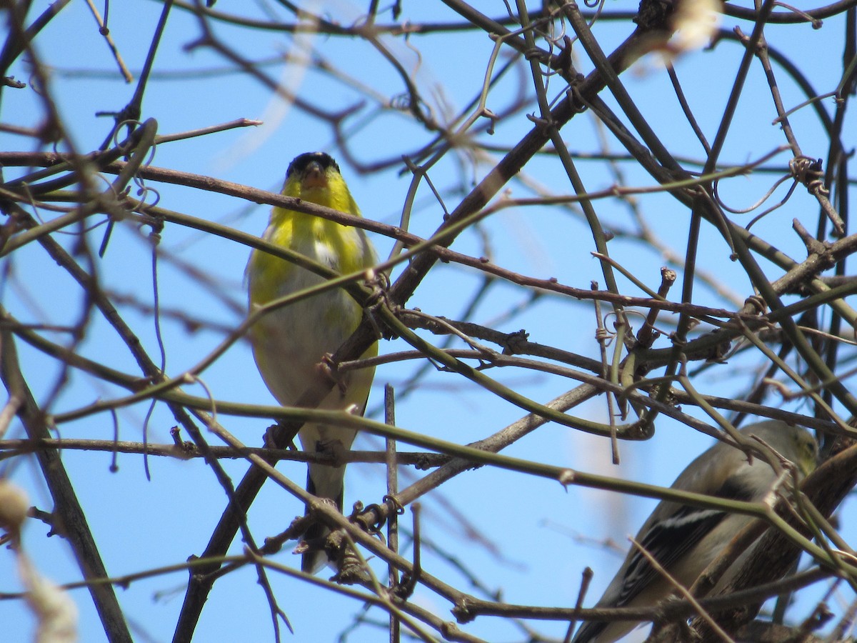 American Goldfinch - ML427156751